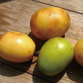 崇義南酸棗 崇義南酸棗