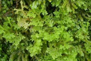 圓葉裂葉苔 圓葉裂葉苔