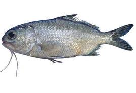 白邊長頜鰃 白邊長頜鰃