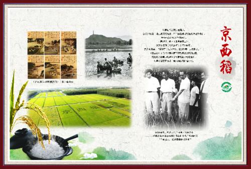 京西稻