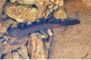 商城肥鯢 商城肥鯢