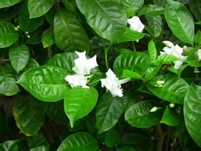 毛瓣狗牙花 毛瓣狗牙花