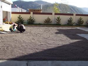 文冠果種子產業(舒吉攝)