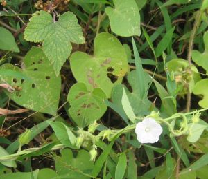 心萼薯屬 心萼薯屬