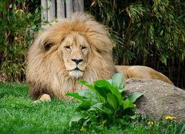 安哥拉獅 安哥拉獅