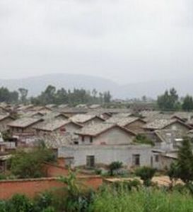 茶葉樹村 茶葉樹村