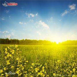 油菜花節 油菜花節