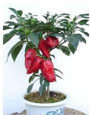 盆栽蔬菜 盆栽蔬菜