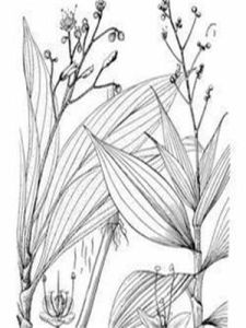 三瓣果屬 三瓣果屬