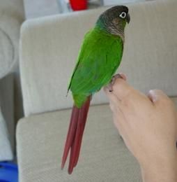 綠頰錐尾鸚鵡