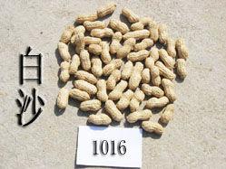 白沙1016 白沙1016