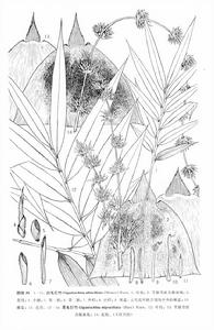 （圖）黑毛巨竹