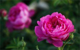 廣東中山小欖荼薇 廣東中山小欖荼薇