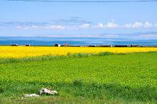 青海湖邊