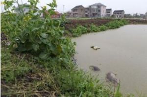 孔家堰村 孔家堰村