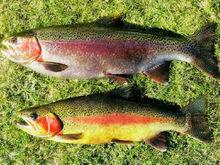 黃石國家森林公園[美國國家公園]