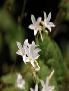 大花飛蛾藤(變種) 大花飛蛾藤(變種)