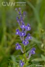 Scutellaria baicalensis