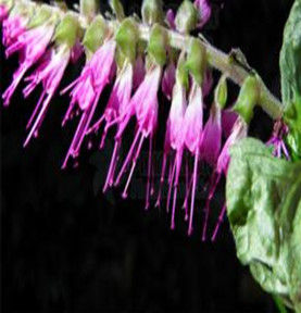 小彩葉紫蘇 小彩葉紫蘇