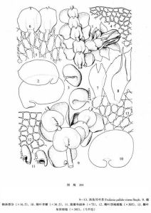 淡色耳葉苔 淡色耳葉苔