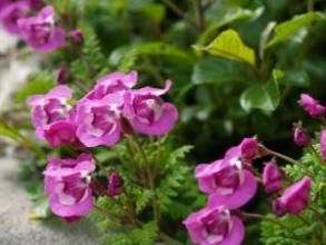 變形謬氏馬先蒿