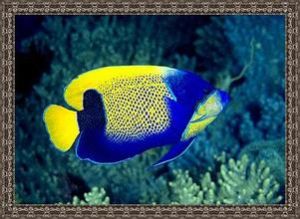 藍帶茶神仙魚 藍帶茶神仙魚