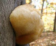 猴頭菇之鄉在海林