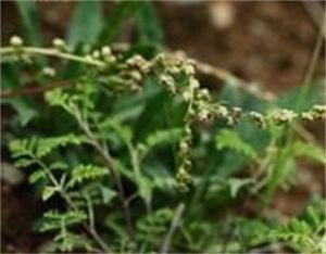 東俄洛沙蒿 東俄洛沙蒿