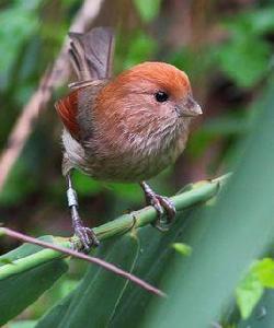 金絲猴[棕頭鴉雀的俗稱]
