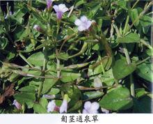匍莖通泉草