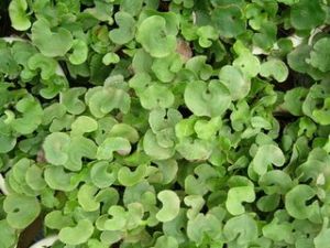 鐵錢蕨葉黃堇 鐵錢蕨葉黃堇