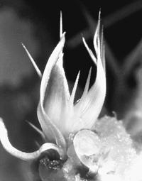 植物器官克隆 植物器官克隆