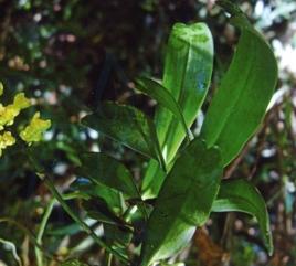 寄樹蘭屬 寄樹蘭屬