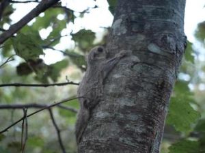 粟褐鼯鼠 粟褐鼯鼠