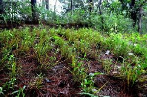 霍山石斛種植基地