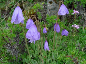 五脈綠絨蒿 五脈綠絨蒿