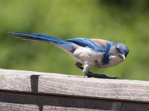 西叢鴉奇瓦瓦亞種 西叢鴉奇瓦瓦亞種