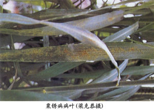 粟（穀子）鏽病