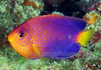 藍新娘神仙 藍新娘神仙