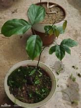 長葉棋子豆 長葉棋子豆