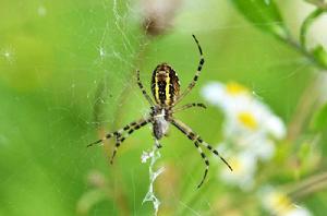 蜘蛛[節肢動物]