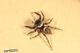 安德遜跳蛛 安德遜跳蛛