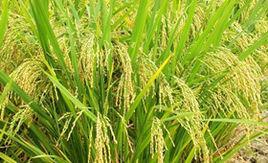 收穫期農作物保險 收穫期農作物保險