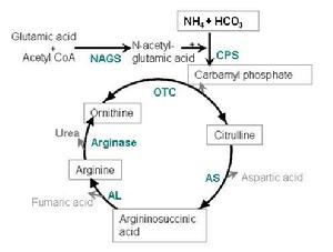尿素循環的代謝路徑