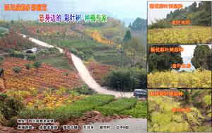 黃金水杉 黃金水杉