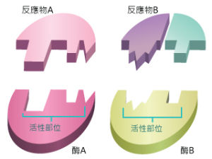 酶的專一性 酶的專一性