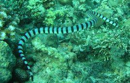 艾基特林海蛇 艾基特林海蛇