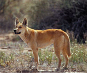 澳洲野狗 澳洲野狗