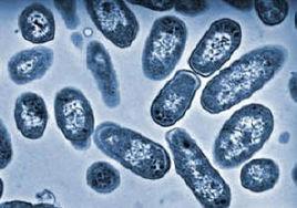 巴氏桿菌科 巴氏桿菌科