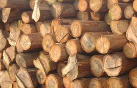 魚珠·中國木材價格指數 魚珠·中國木材價格指數